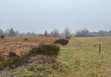 Tour Wandern Weismes - Mont Rigi 10,3 km - Photo