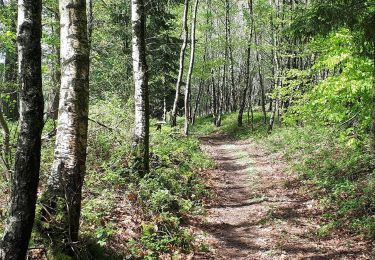 Trail Walking Libin - Transinne - Les Voies d'Antan (LI12) - Photo
