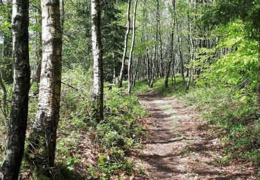 Excursión Senderismo Libin - Transinne - Les Voies d'Antan (LI12) - Photo