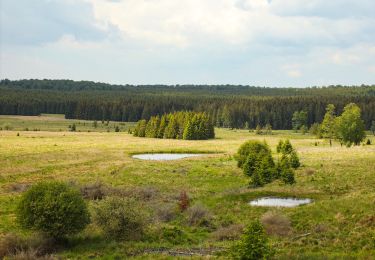 Tocht Paard Saint-Hubert - Chevauchée sur les pas de Saint Hubert - Photo