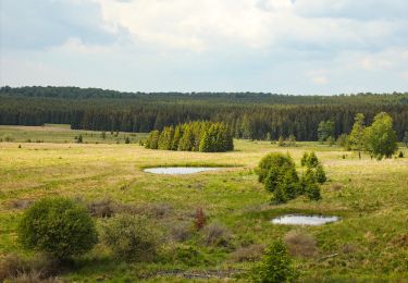 Trail Equestrian Saint-Hubert - Chevauchée sur les pas de Saint Hubert - Photo