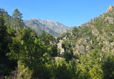 Excursión Senderismo Corte - Chjarasgiolu tuoni vallée Restonica - Photo