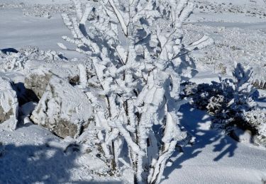 Tour Schneeschuhwandern Bouvante - 20240120fonturle - Photo