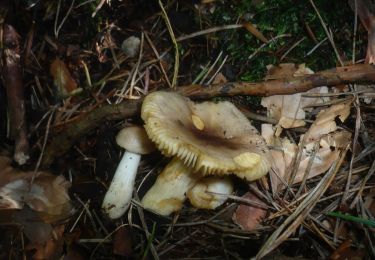 Percorso A piedi Sieggraben - Herrentisch - Sieggraben - Hartlspitz - Photo