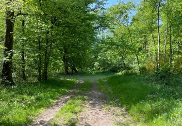 Excursión Senderismo Compiègne - en Forêt de Compiègne_50_les Routes des Beaux Monts, de Morpigny et des Nymphes - Photo