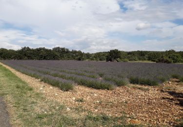 Trail Walking Montjoyer - 10 06 20 - Photo