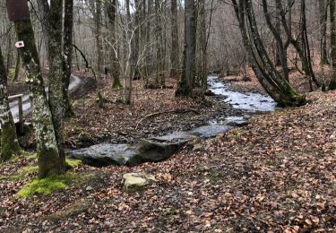 Tour Wandern Nassogne - Nassogne Forêt St Hubert Nassogne  - Photo