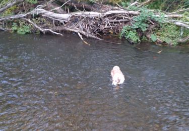 Trail Walking Limbourg - Hevremont Baelen  - Photo