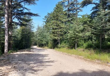 Randonnée V.T.T. Bédoin - Mt Serein boucle depuis Belezy  - Photo