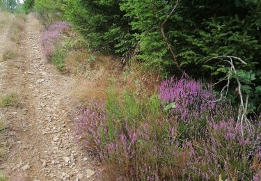 Excursión Senderismo Habay - La réserve de la fange de Rimenvaux - Photo