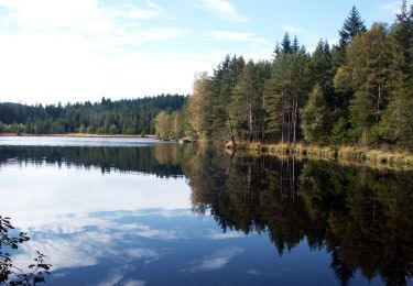 Excursión A pie Gutenbrunn - See- Wald-Rundweg - Photo