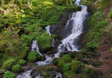 Trail Walking Le Hohwald - serva - Photo