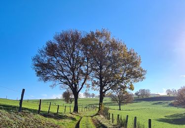 Tour Zu Fuß Lierneux - Boucle à Lierneux - Photo