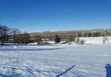 Tocht Stappen Saint-Hubert - VESQUEVILLE ... les bois de Sârwé. - Photo