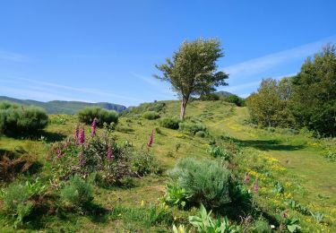 Tour Wandern Lavigerie - Cantal - La Gravière - Les Fours de Peyre-Arse - 18.9km 760m 8h05 (30mn) - 2019 07 04 - Photo