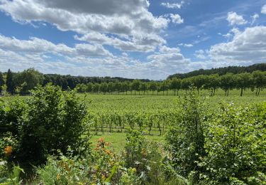 Randonnée Marche Holsbeek - S-GR Hageland: Kortrijk-Dutsel - Leuven - Photo