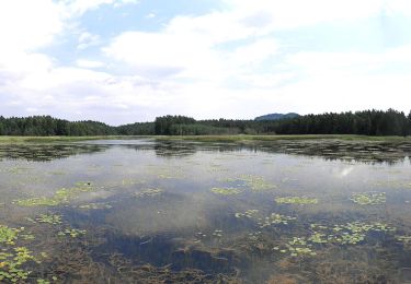 Randonnée A pied Ralsko - [M] místní okruh - Photo