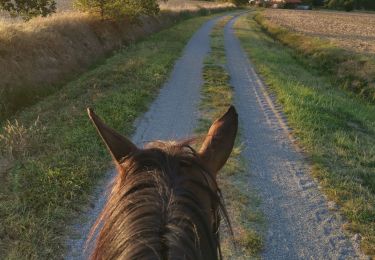 Trail Horseback riding Fronton - Trec 2 à valider - Photo