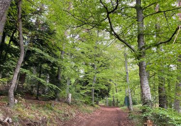 Tocht Stappen Murol - Tour du Tartaret - Photo