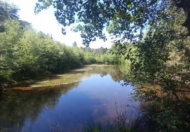 Trail Walking Spa - fagne de malchamps et arboretum - Photo