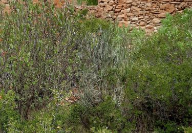 Excursión Senderismo Gémenos - vallon du camps d aubagne de christian - Photo