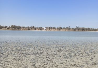 Tocht Stappen  - l'île aux oiseaux par temps de lagune très basse - Photo