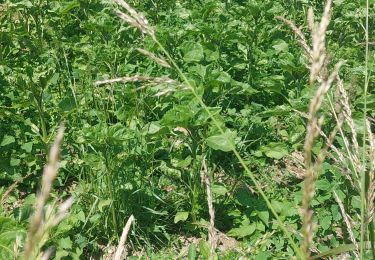 Tour Wandern Anhée - maredret (dép rue Halle des Sarts. Al Bagne)) - Photo