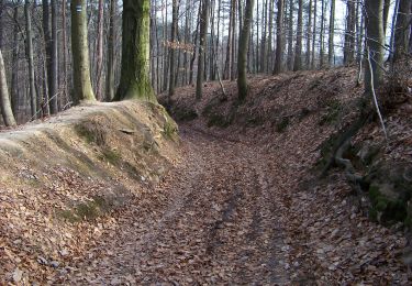 Randonnée A pied Dobřeň - [Z] Velký Mšenský okruh - Photo