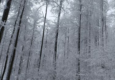 Randonnée Raquettes à neige Belmont - cascade de la serva - Photo