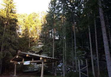 Percorso A piedi Gemeinde Großschönau - Riesenfichtenweg - Photo