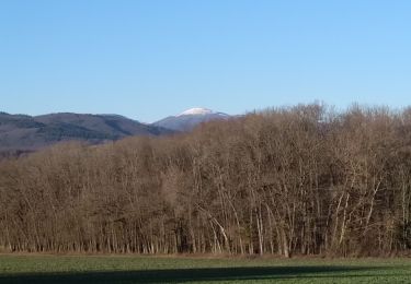 Tour Wandern Sentheim - SentheimGuew.Sentheim - Photo
