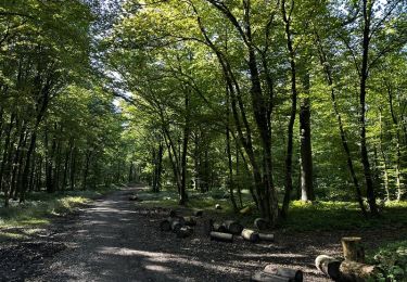 Trail Walking Charleroi - OTH-A0-005B-1D44 - Photo