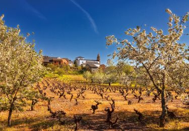 Tocht Te voet Castropodame - Senda de los Exploradores - Photo