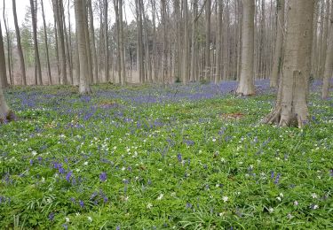 Trail Walking Braine-le-Château - blc0421 - Photo