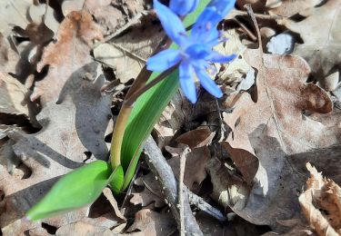 Tour Wandern Sarcenas - rochais - Photo