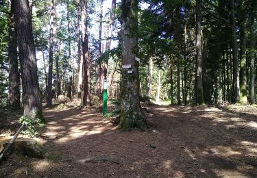 Trail Walking Dabo - Schaeferhof Dabo - Photo