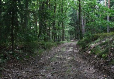 Tocht Te voet Altenkunstadt - Kulmitzberg-Rundweg - Photo