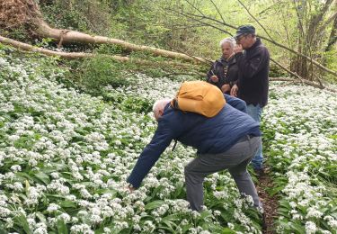 Trail Walking Saint-Pierre-de-Varengeville - SPDV-Barentin L'ail des Ours - Photo