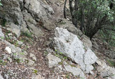 Tocht sport Saint-Cézaire-sur-Siagne - ST CEZAIRE  - Photo