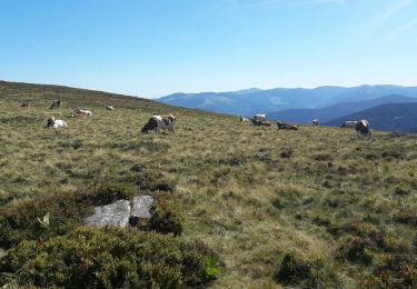 Tour Wandern Le Valtin - gazon du fait les lacs - Photo