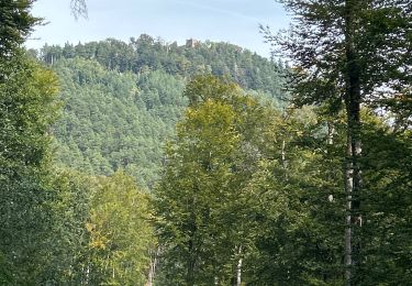 Trail sport Neubois - Neubois château du falkenbourg  - Photo