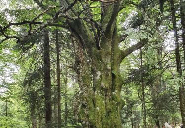 Tour Wandern Sulz/Oberelsass - rdpr glashutte 2020 - Photo