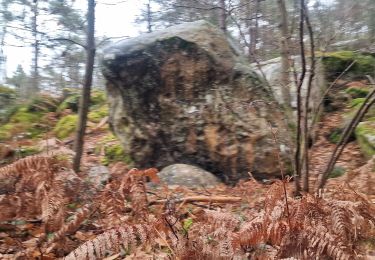 Tour Wandern Noisy-sur-École - Noisy sur Ecole / Coquibus - Photo