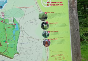Percorso Marcia Émerainville - Bois de Célie en boucle  - Photo