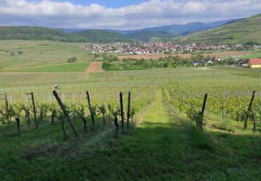 Trail Walking Westhalten - Westhalden Orschwihr - Photo