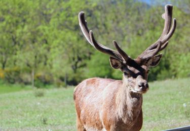 Tour Wandern Le Buisson - Gite de Sagnebesse - loups du Gevaudan - Photo