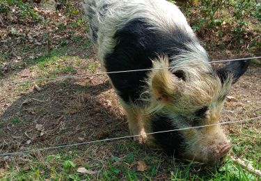 Randonnée Marche Plozévet - PLOZEVET  - Photo