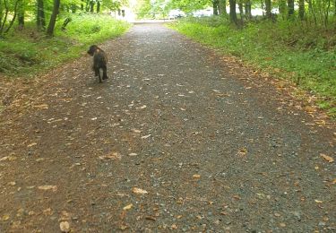 Tocht Stappen Montfiquet - cerisy la forêt 5km - Photo