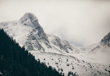 Tour Zu Fuß Unbekannt - Fosta Cabană Urlea - Vf. Urlea - creasta principală - Photo