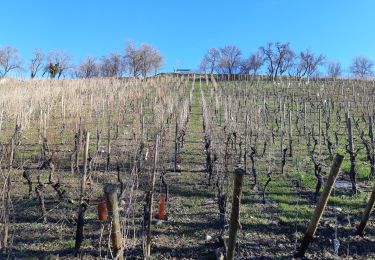 Excursión Senderismo Mittelwihr - Les perles du vignoble  : Mittelwihr - Beblenheim - Zellenberg - Hunawihr - Riquewihr. - Photo